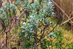 Valeriana microphylla