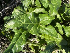 Arum italicum