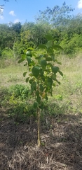 Citharexylum spinosum