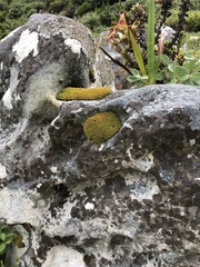 Hypodontium pomiforme