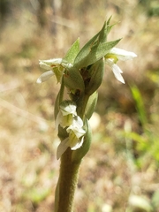 Brachystele unilateralis