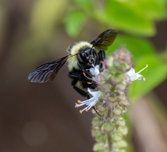 Bombus brasiliensis
