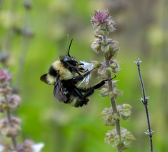 Bombus brasiliensis