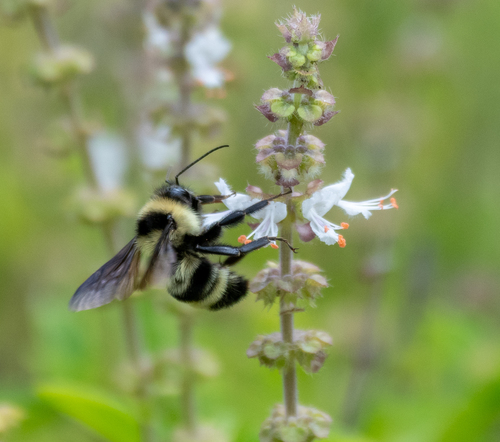 Bombus brasiliensis