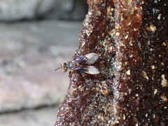 Homotrigona apicalis