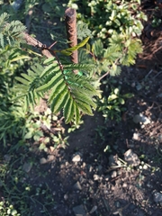 Leucaena esculenta