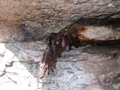 Homotrigona apicalis
