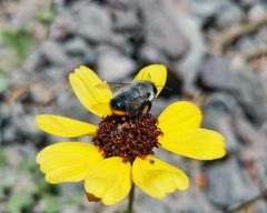 Megachile saulcyi