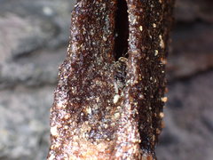 Homotrigona apicalis