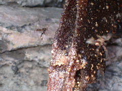 Homotrigona apicalis