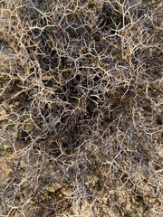 Sarcopoterium spinosum