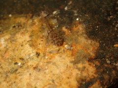 Quasipaa exilispinosa