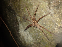 Heteropoda amphora