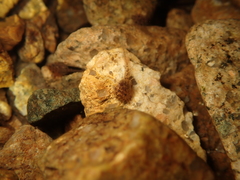 Quasipaa exilispinosa