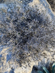 Sarcopoterium spinosum