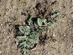 Cynara tournefortii