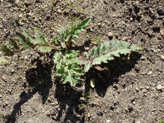 Cynara tournefortii