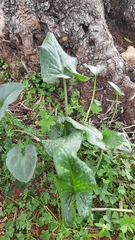 Arisarum