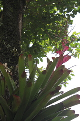 Vriesea philippocoburgi