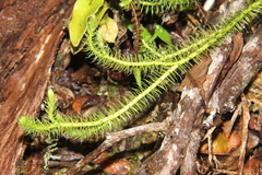 Lycopodiales