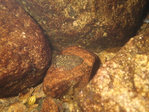 Sucker-belly loach
