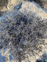 Sarcopoterium spinosum