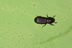 Spasalus crenatus