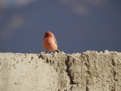 Carpodacus synoicus