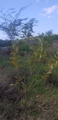 Citharexylum spinosum