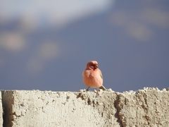 Carpodacus synoicus