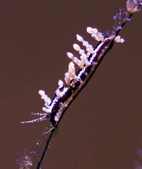 Eubranchus putnami