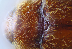 Symbiotes gibberosus