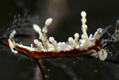 Eubranchus putnami