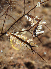 Eubranchus putnami