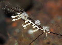 Eubranchus putnami