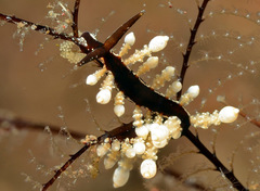 Eubranchus putnami