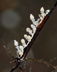 Eubranchus putnami