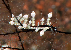 Eubranchus putnami