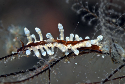 Longibranchus putnami