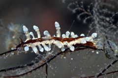 Eubranchus putnami