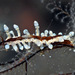 Eubranchus putnami - Photo (c) uwkwaj,  זכויות יוצרים חלקיות (CC BY-NC), הועלה על ידי uwkwaj