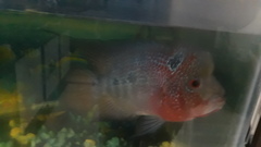 Amphilophus labiatus × cichlasoma trimaculatum