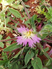 Centaurea pullata