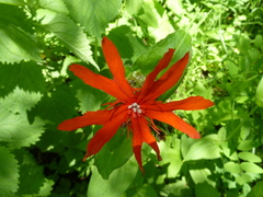 Silene fulgens