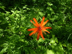 Silene fulgens