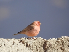 Carpodacus synoicus