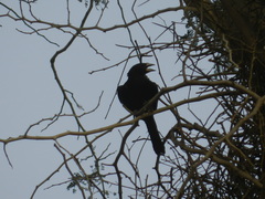 Bubalornis albirostris