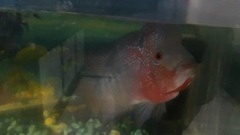 Amphilophus labiatus × cichlasoma trimaculatum