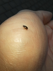 Cercyon unipunctatus