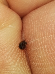 Cercyon unipunctatus